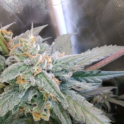 Diabo rojo growlog timeline photo