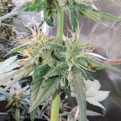 Purple lemonade growlog timeline photo