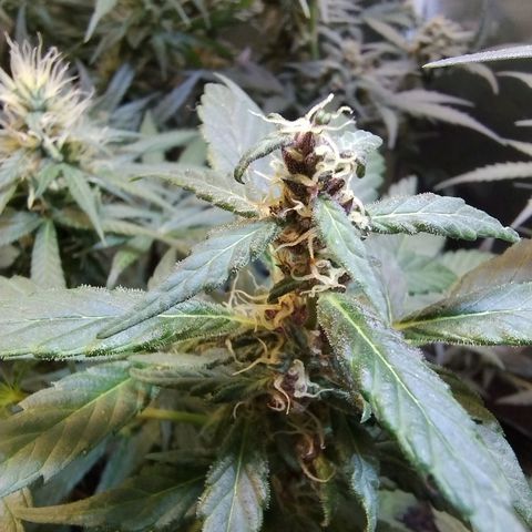 Purple lemonade#2 growlog timeline photo