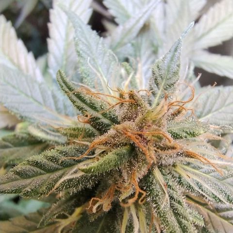Purple lemonade growlog timeline photo