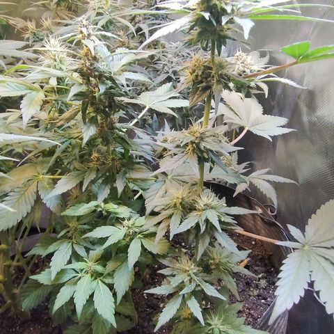 Purple lemonade growlog timeline photo