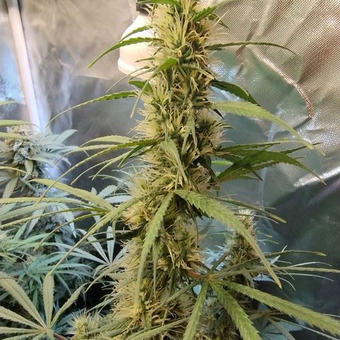 #skunk1 growlog timeline photo