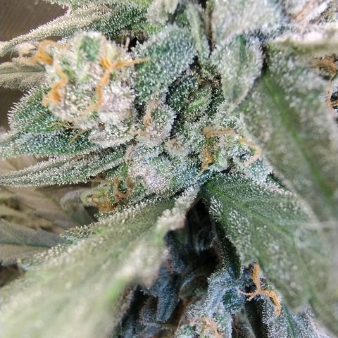 Diabo rojo growlog timeline photo