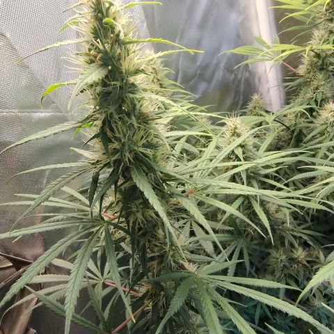 #skunk1 growlog timeline photo