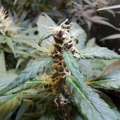 Purple lemonade#2 growlog timeline photo
