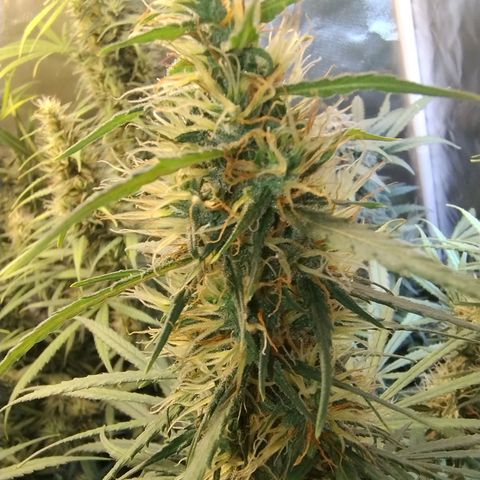 #skunk1 growlog timeline photo