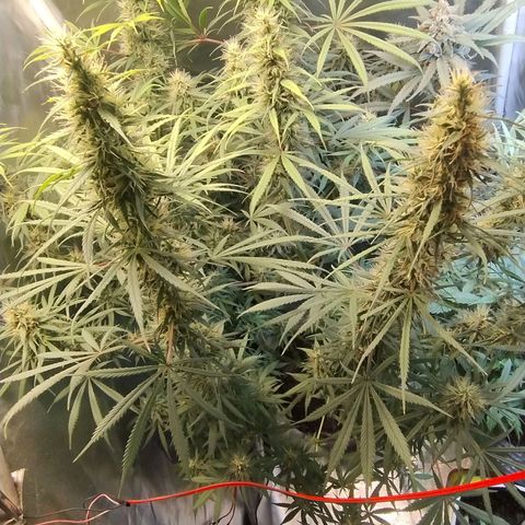 #skunk1 growlog timeline photo