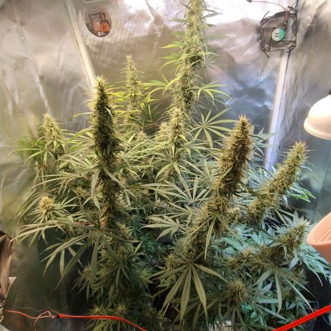 #skunk1 growlog timeline photo