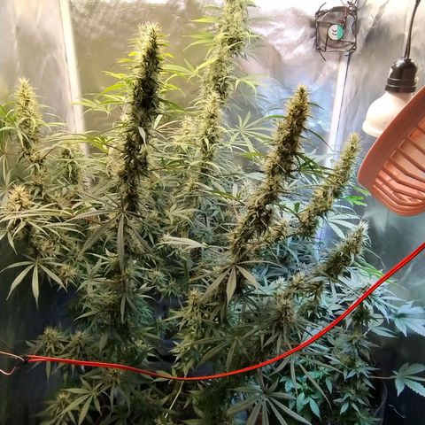 #skunk1 growlog timeline photo