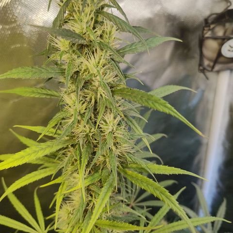 #skunk1 growlog timeline photo