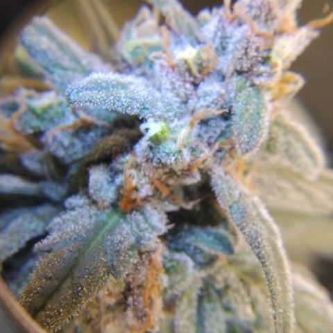 Diabo rojo growlog timeline photo