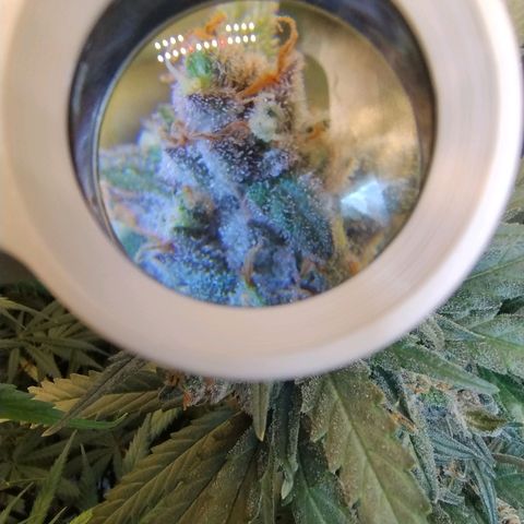 Diabo rojo growlog timeline photo