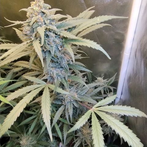 Diabo rojo growlog timeline photo