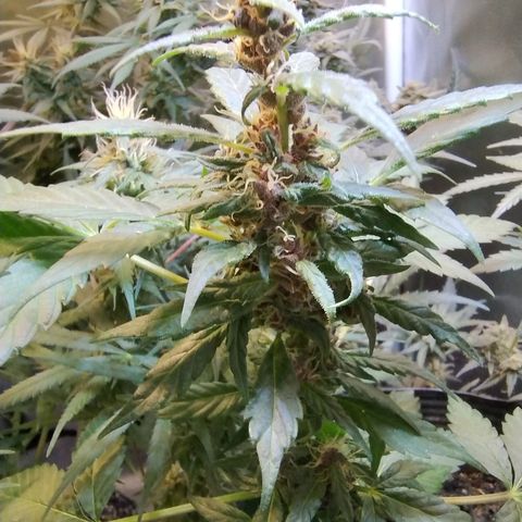 Purple lemonade#2 growlog timeline photo