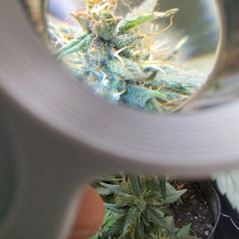 Purple lemonade growlog timeline photo