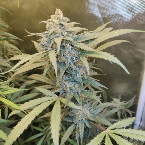 Diabo rojo growlog timeline photo