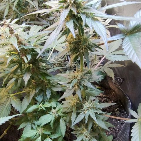 Purple lemonade growlog timeline photo
