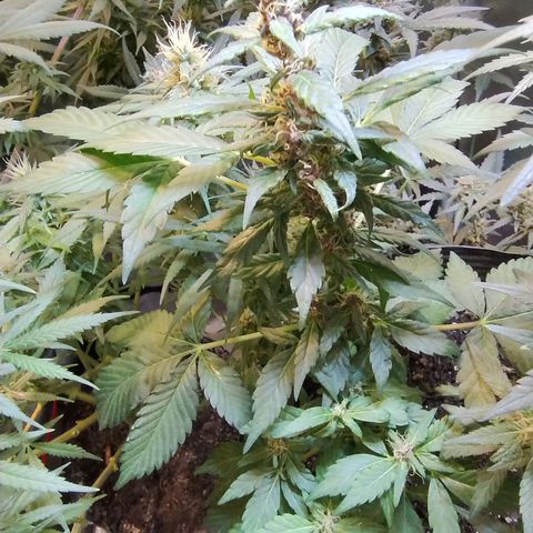 Purple lemonade#2 growlog timeline photo