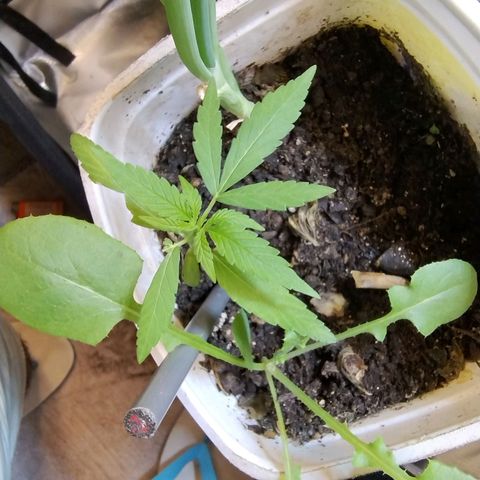 Purple lemonade growlog timeline photo