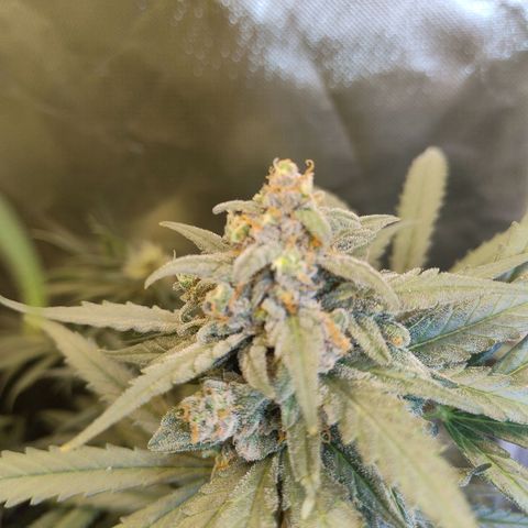 Diabo rojo growlog timeline photo