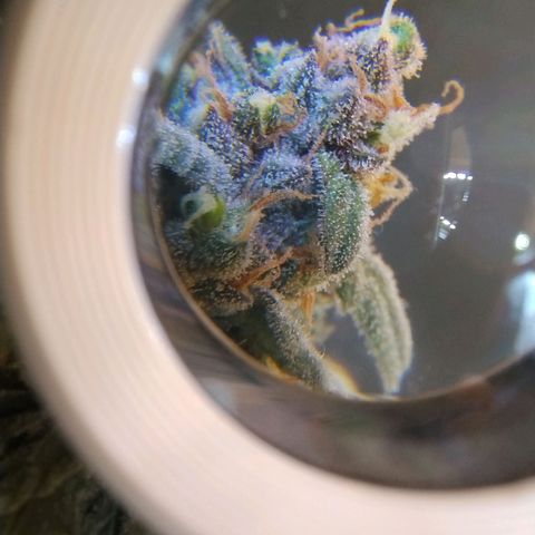 Diabo rojo growlog timeline photo