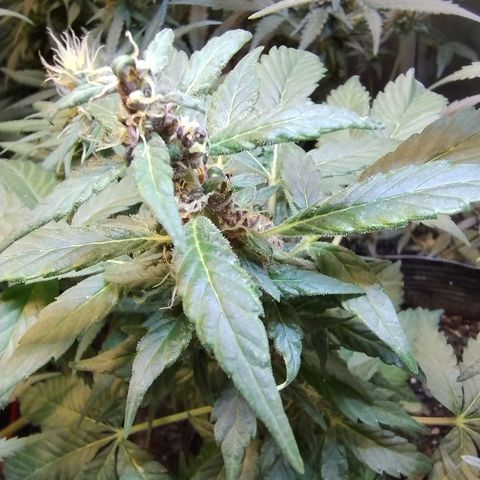 Purple lemonade#2 growlog timeline photo