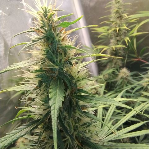 #skunk1 growlog timeline photo