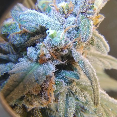 Diabo rojo growlog timeline photo