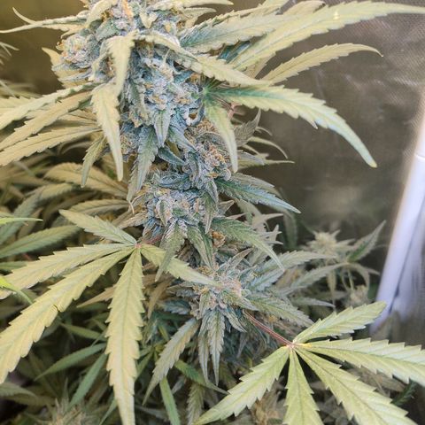 Diabo rojo growlog timeline photo