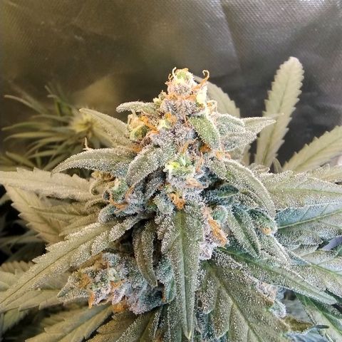 Diabo rojo growlog timeline photo