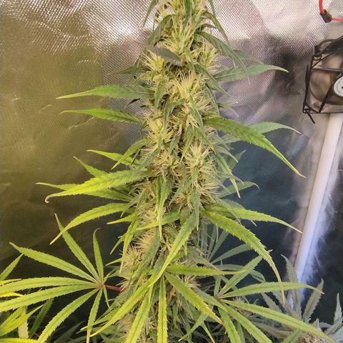 #skunk1 growlog timeline photo