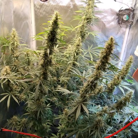 #skunk1 growlog timeline photo