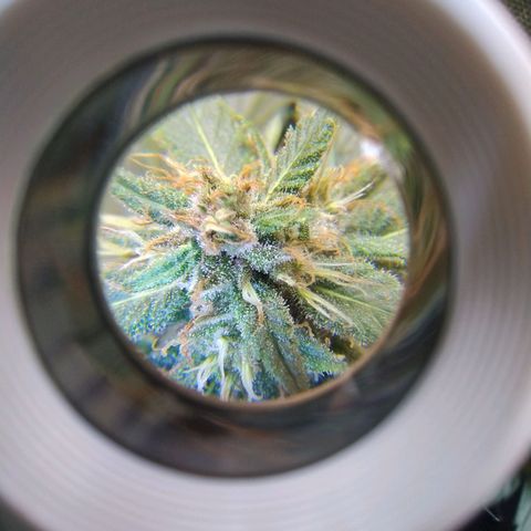 Purple lemonade growlog timeline photo