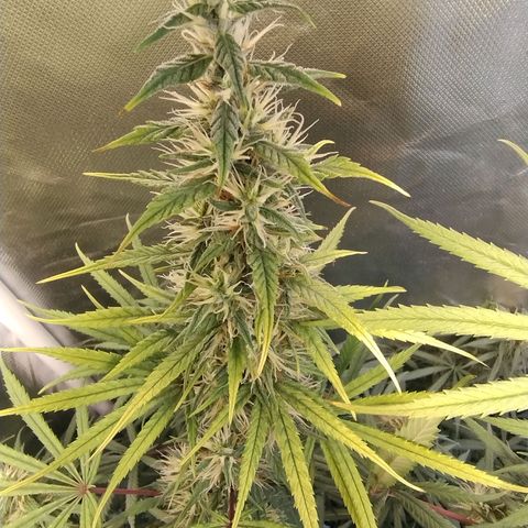 #skunk1 growlog timeline photo