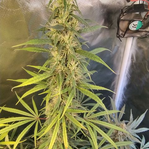 #skunk1 growlog timeline photo