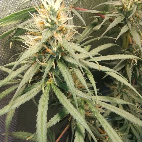#skunk1 growlog timeline photo