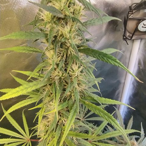 #skunk1 growlog timeline photo