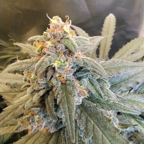 Diabo rojo growlog timeline photo
