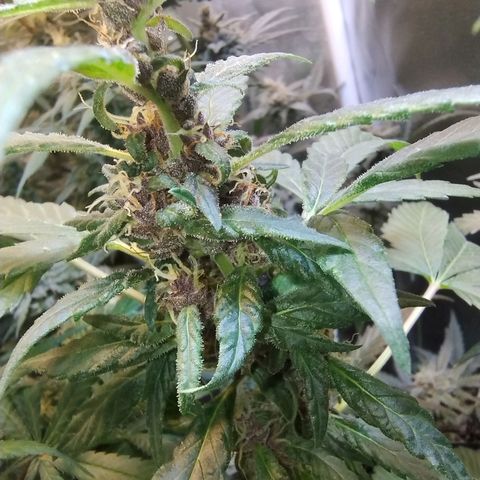 Purple lemonade#2 growlog timeline photo