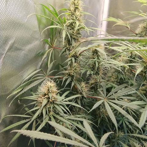 #skunk1 growlog timeline photo