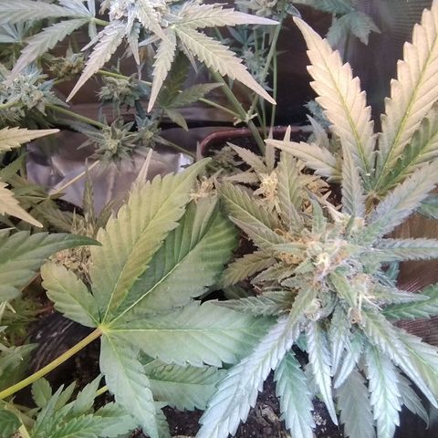 Diabo rojo growlog timeline photo