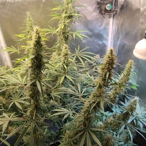 #skunk1 growlog timeline photo