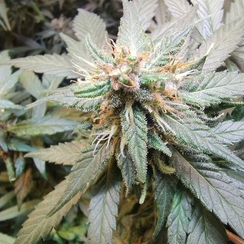 Purple lemonade growlog timeline photo