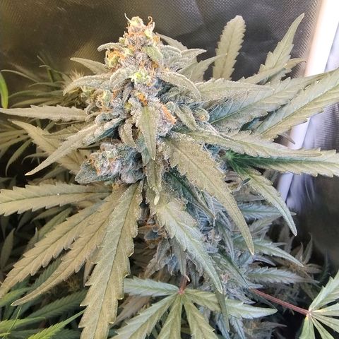 Diabo rojo growlog timeline photo