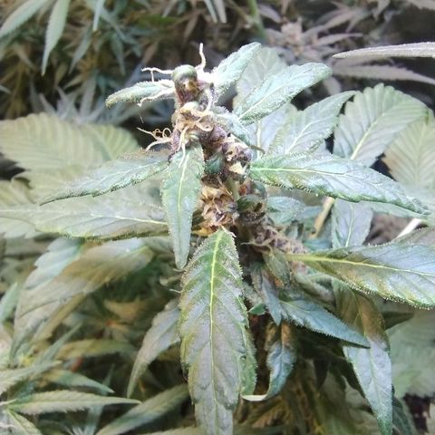 Purple lemonade#2 growlog timeline photo