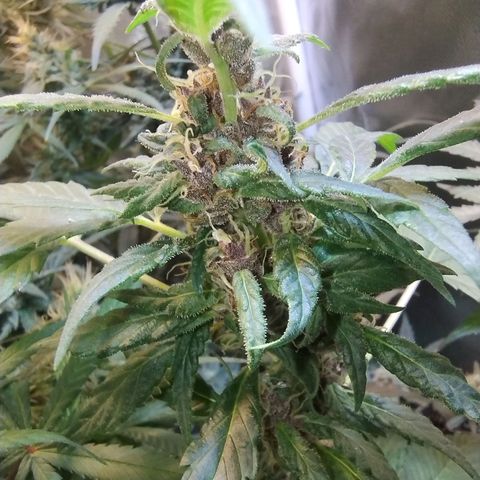Purple lemonade#2 growlog timeline photo