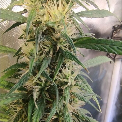 #skunk1 growlog timeline photo