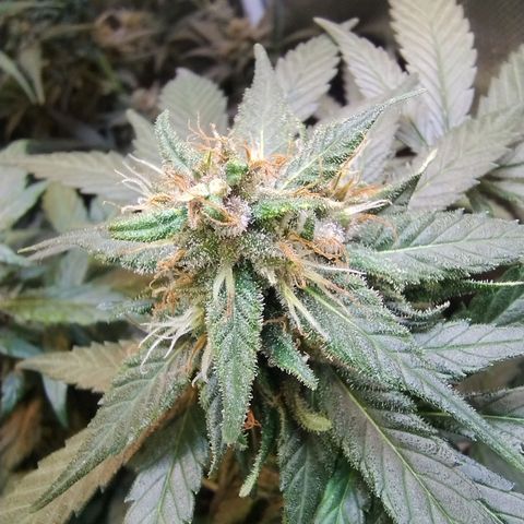 Purple lemonade growlog timeline photo