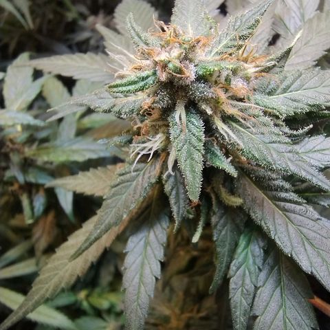 Purple lemonade growlog timeline photo