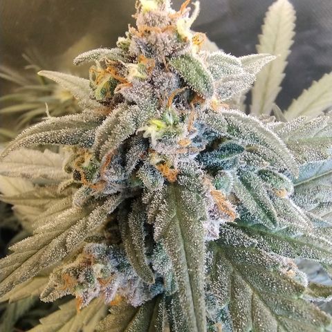 Diabo rojo growlog timeline photo